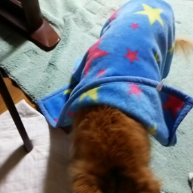 チャッピー記録  その1の画像