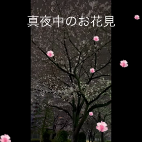 人ごみをさけて真夜中のお花見散歩の画像