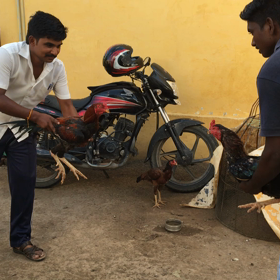 ニワトリの戦いの画像