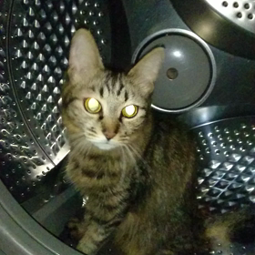 わた絵教室 毎月第２月曜日、火曜日の画像