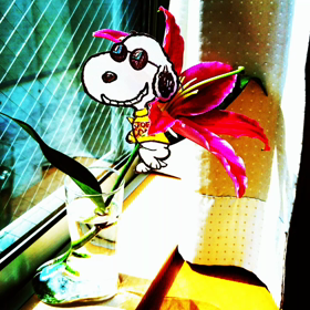 “カサブランカダンディ”スヌーピー！動画の画像