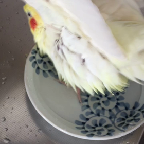 水浴び♫の画像