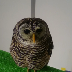 はでないきもの展 第２弾④の画像