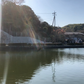 最近の記憶 - 蓮華寺池公園 -。の画像
