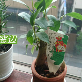 今朝の窓辺の画像