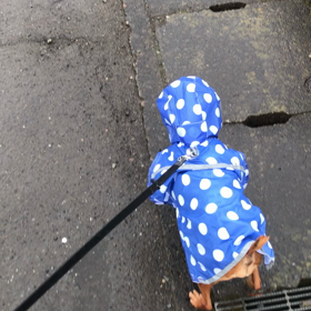 雨降りでもの画像
