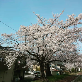 サクラ➰✨の画像