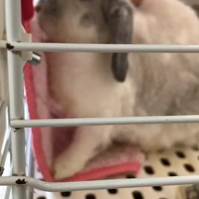 目薬〜チモキワの画像