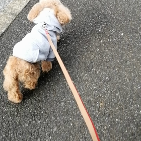 しっかりと歩いてますの画像