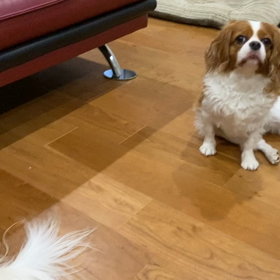 みなさ〜ん集まってくださーいの画像