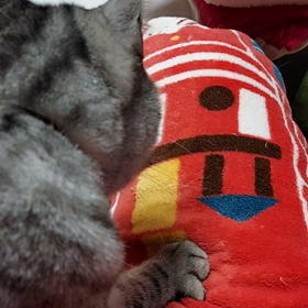 甘えてゴロゴロ♪お手てフミフミ♪の画像