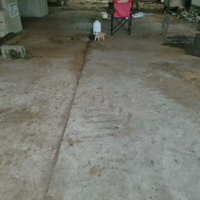 アイヌ犬の画像