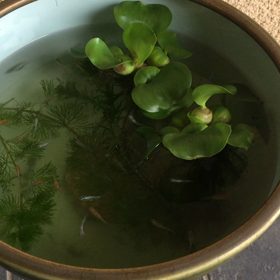 メダカ！の画像