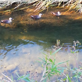 愛する自然の画像