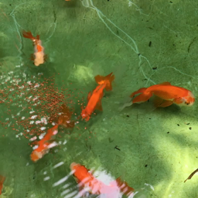 モーニングオランダーズの画像