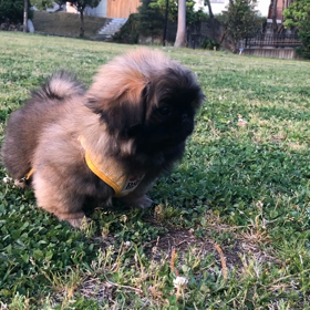 めちゃかわエキゾ誕生〜の画像