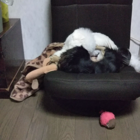 今日のはなちゃん262、モモちゃん218の画像