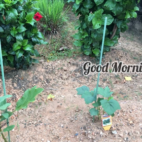 ８月がスタートです！の画像