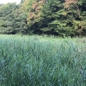 夏であり、秋でありの画像