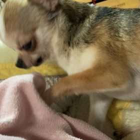 入れてー…の巻の画像