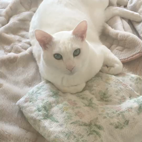 お山にごぶさたしておりますの画像