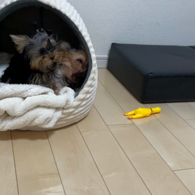 仲良し⁉️の画像