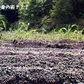 すぎぴたんの事件簿シーズン２　３０話の画像