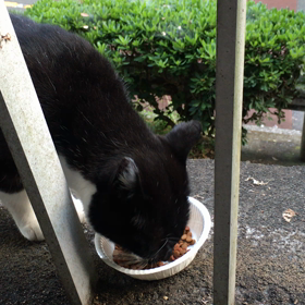 お山のにゃんこ達の画像