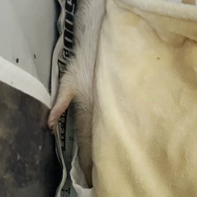 動画有りですの画像