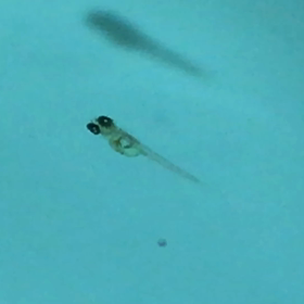 観察して下さい。の画像