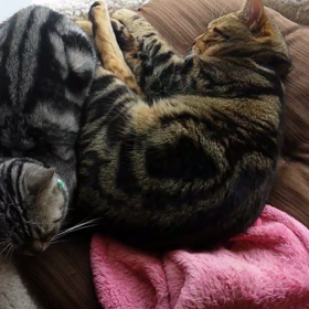 「弟猫をサポートしてるﾆｬ～♪」の画像