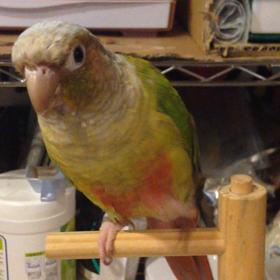 もふ不足解消の画像