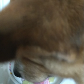 メロンすき？の画像