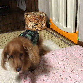 レオ再発から今。。。の画像