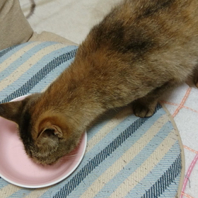 #猫ちゃんの画像