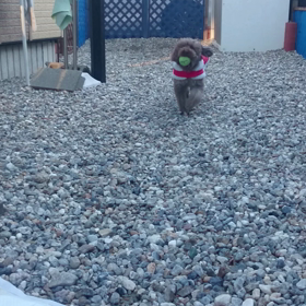 サンタモカの画像