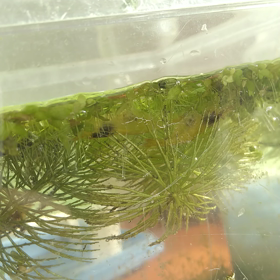 プール★エビの短動画♡お腹ふわふわ♪の画像