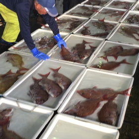 鯛祭り！の画像