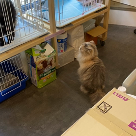 犬みたいな猫の画像