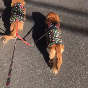 Merry Christmasの画像