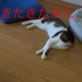 社会人の娘、ジム、良いお年を….字幕付きチップとデールの動画の画像