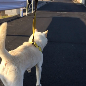 今日のコロの画像