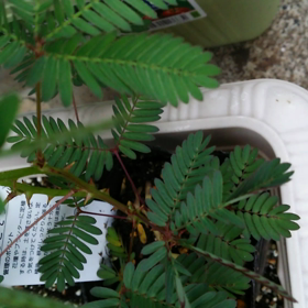 何十年ぶりに‼の画像