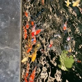 暑いから涼をの画像