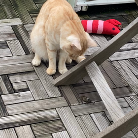 おそらく初めてのセミ体験の画像