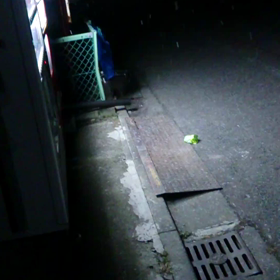 冬の猫1/11の画像