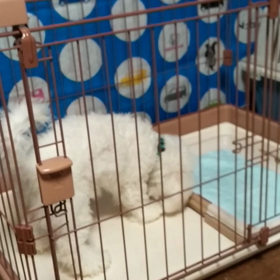 ここ掘れわんわんの画像