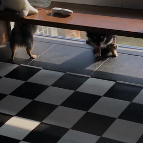 野良ちゃんの覗き？の画像