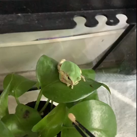 カエルのカルちゃん‼︎ ハニーワーム食べるの画像