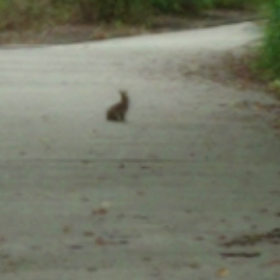 野うさぎと遭遇の画像